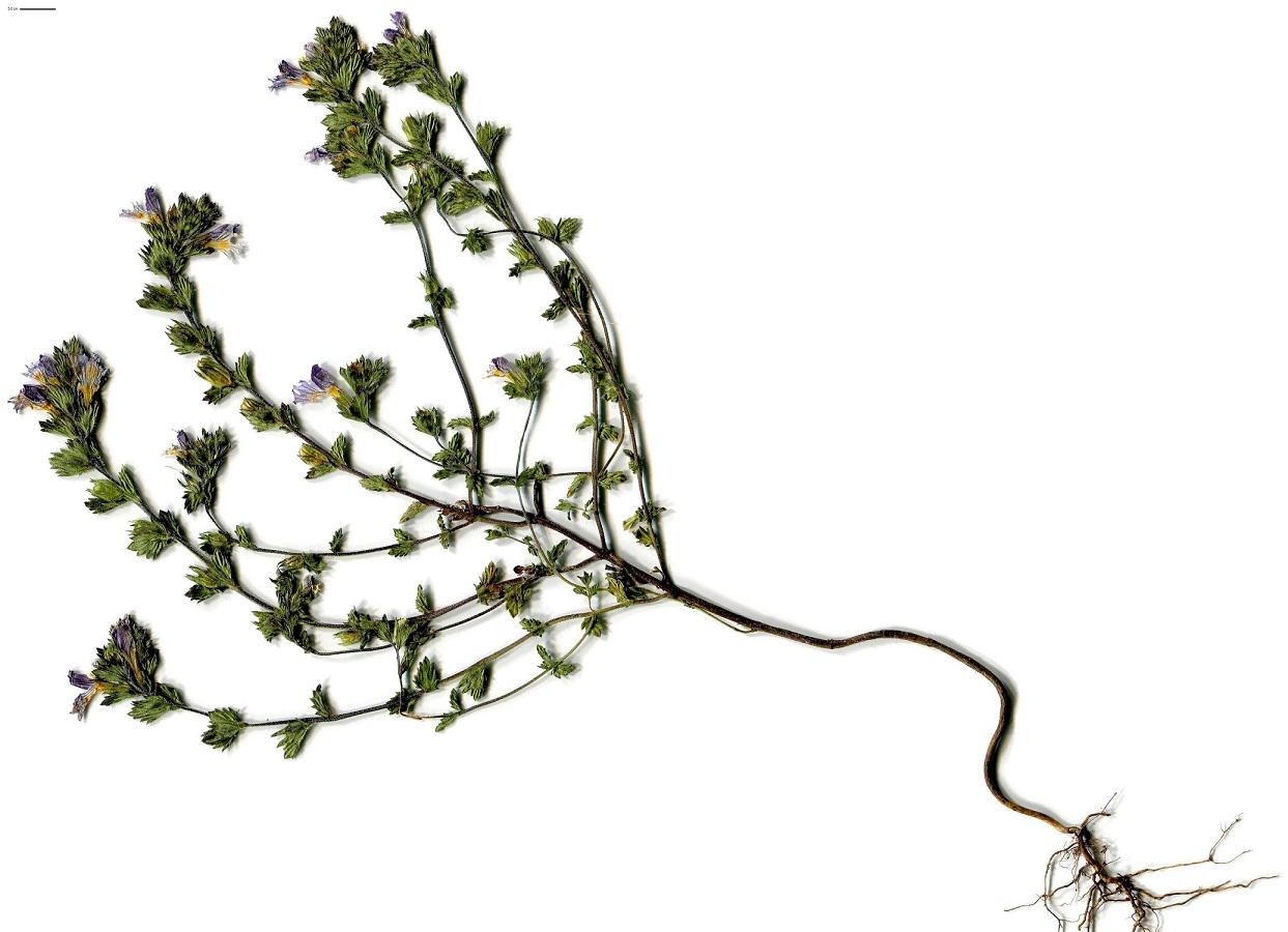 Euphrasia officinalis subsp. campestris (Orobanchaceae)